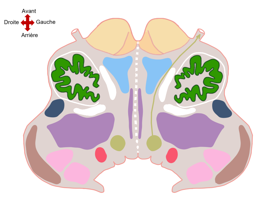 Coupe Transversale au niveau du Bulbe