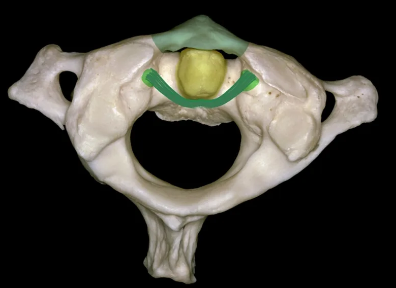 Anatomie Osseuse du Rachis cervical