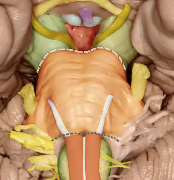 Anatomie du Tronc Cérébral - Auto-évaluation