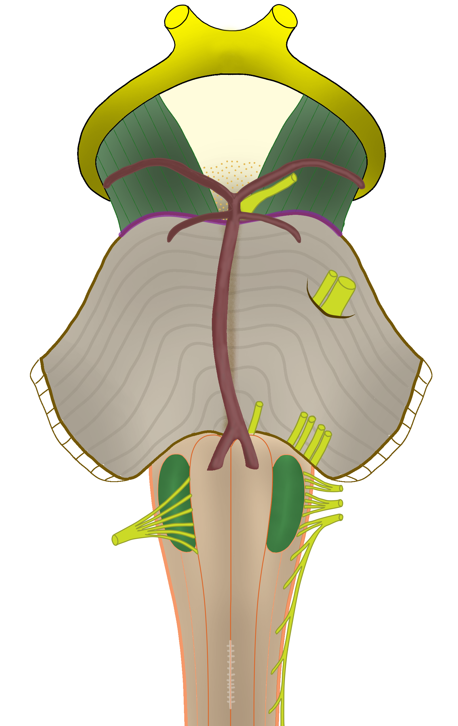 Anatomie du Tronc Cérébral - Face Ventrale