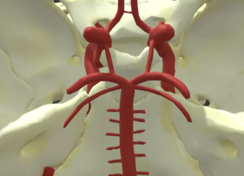 Anatomie du Polygone de Willis